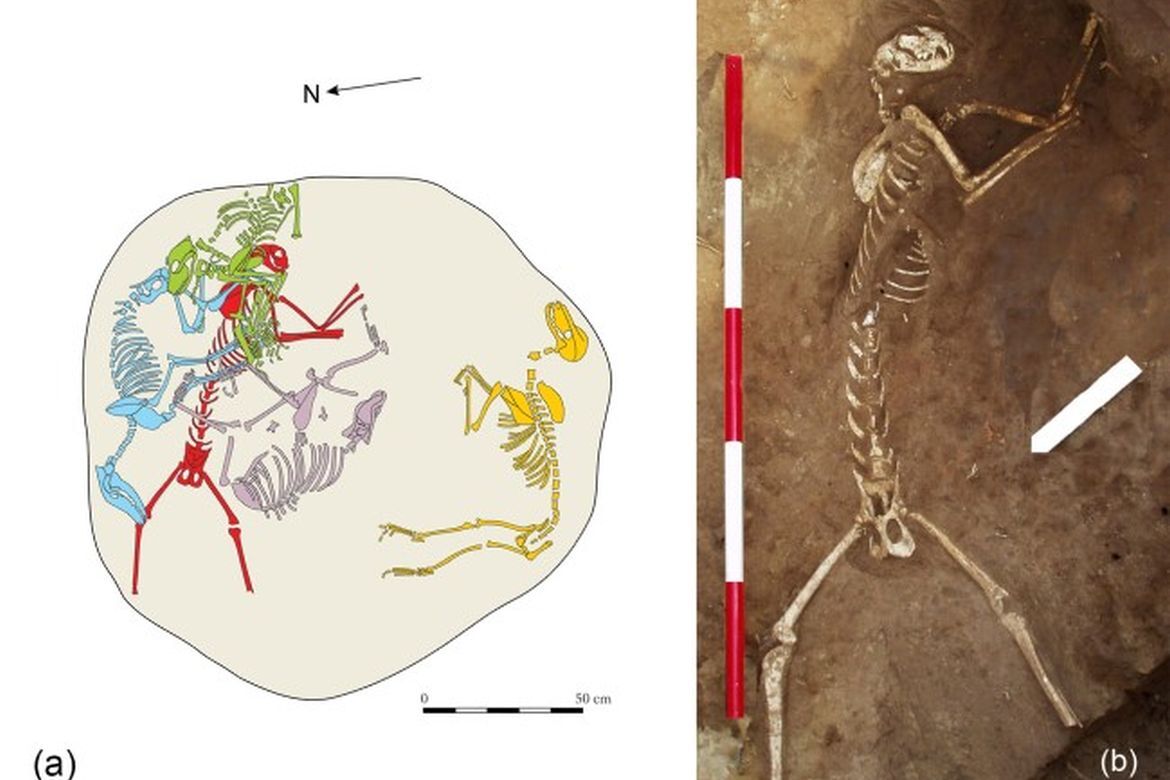 A Kr.u. 5–6. századi hiúzcsontváz elemzésének folytatása az International Journal of Osteoarchaeology folyóiratban